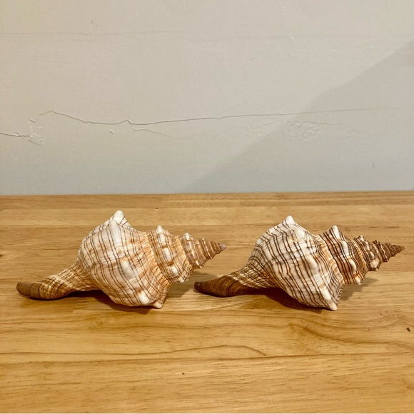 2 Shells Cream / Light Orange / Brown Neutral Decor Beach Shell - Picture 12 of 13